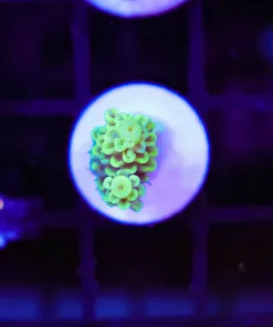 Wysiwyg Acropora Frag [F192]