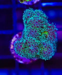 Wysiwyg Pocillipora Acropora Frag [F193]