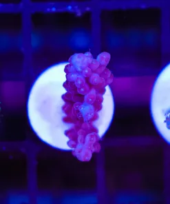 Wysiwyg Deep Purple Acropora Frag [F194]