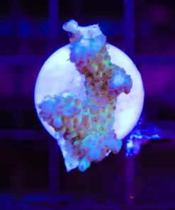 Wysiwyg Acropora Frag   [F196]