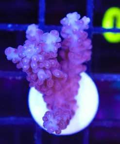 Wysiwyg Large Deep Purple Frag [F197]