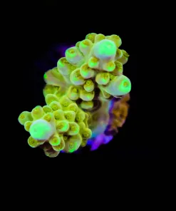 Wysiwyg Golden Budha Acropora Frag [F199]