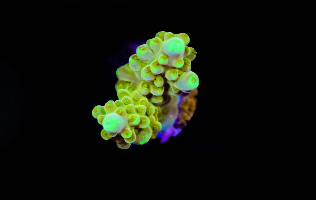 Frag Box Corals