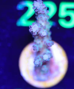 Wysiwyg Acro Frag  [F220]