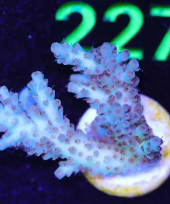 Wysiwyg Large Acropora Frag [F222]