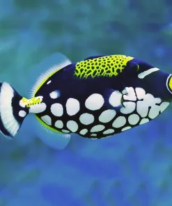 Clown Trigger *Medium*See Description*