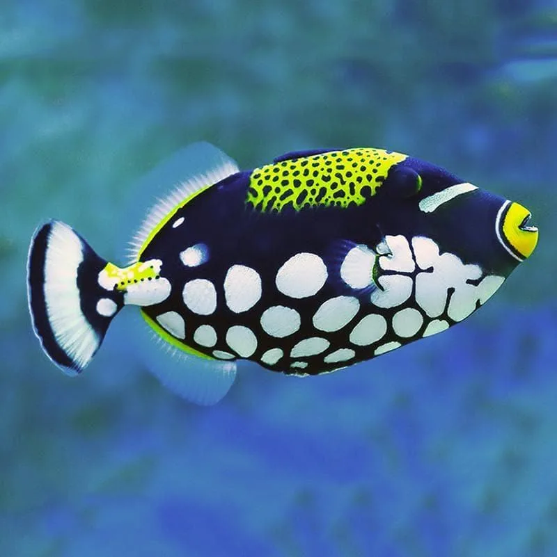 Clown Trigger Fish
