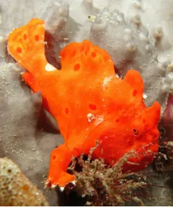 Fire Engine Red Frogfish