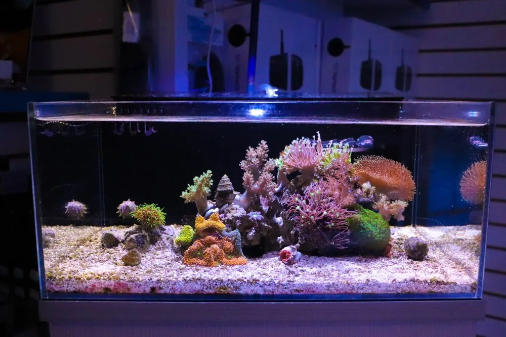 Frag Box Corals