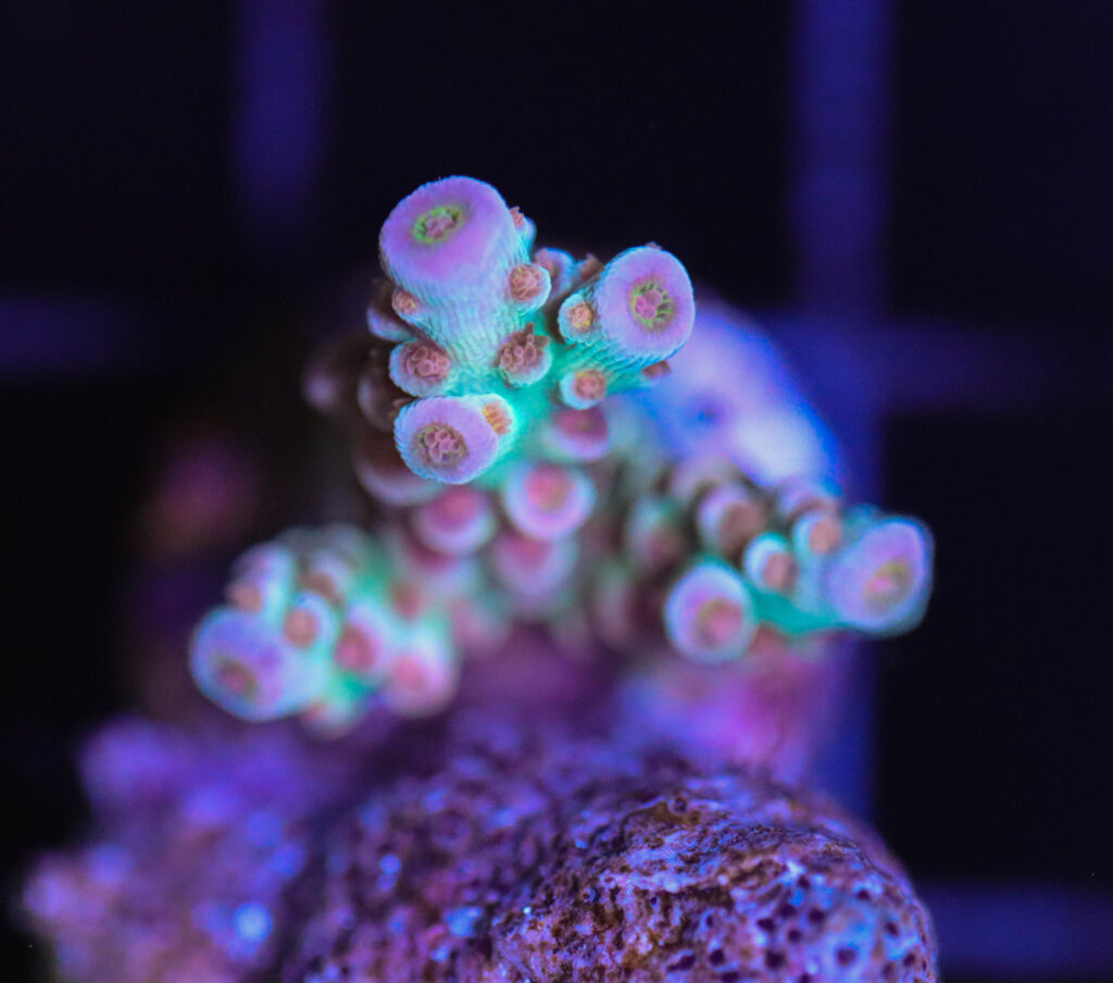 Frag Box Corals