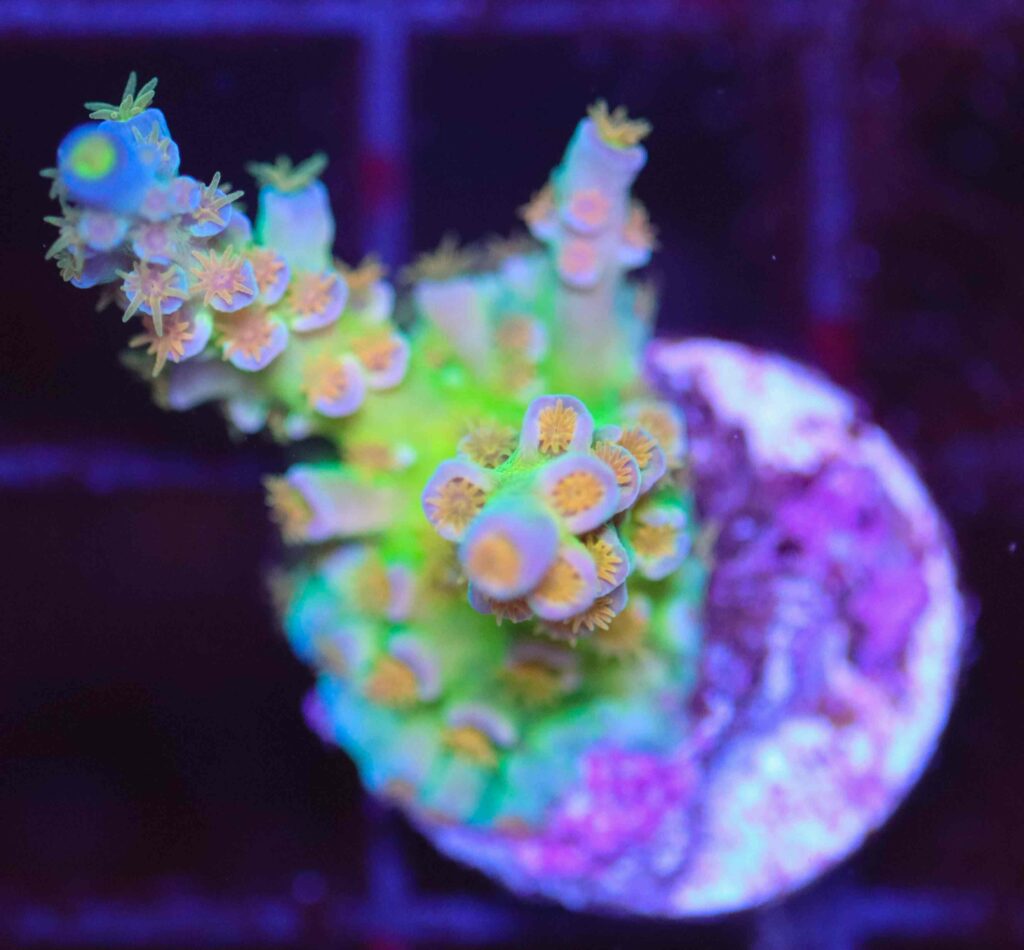 Frag Box Corals