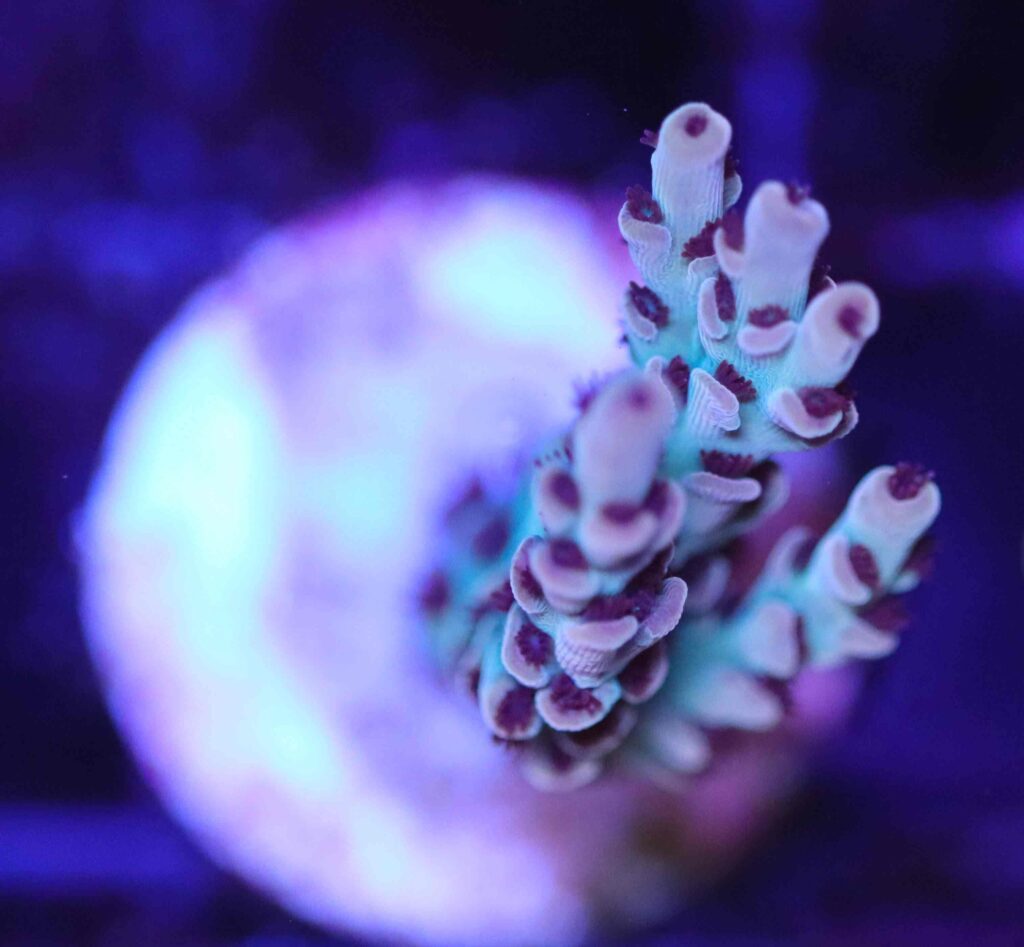 Frag Box Corals