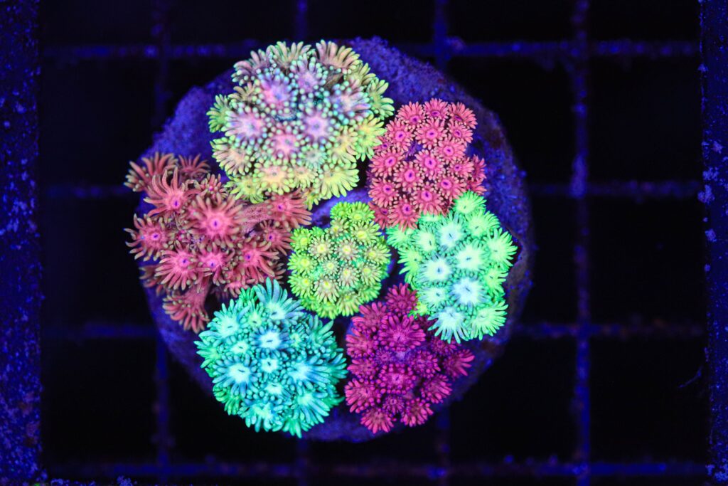 Frag Box Corals