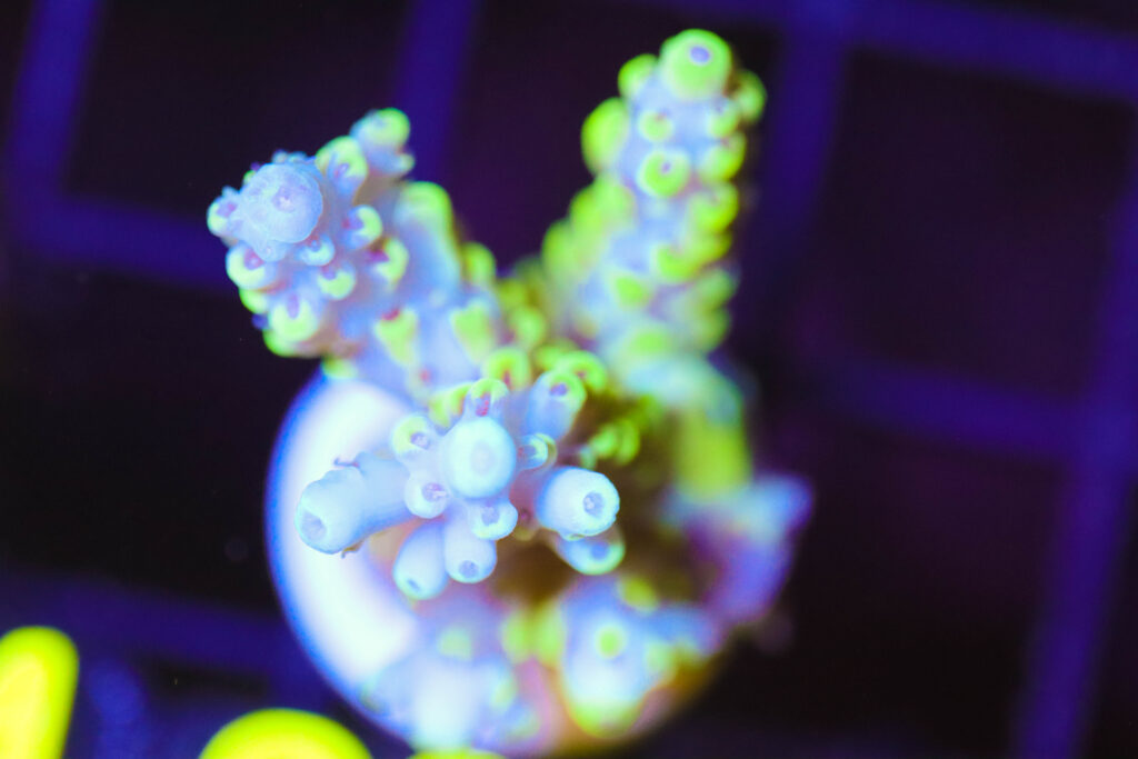 Frag Box Corals