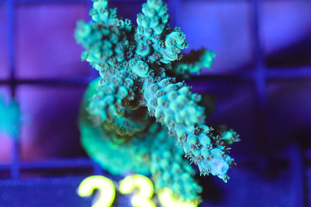 Frag Box Corals