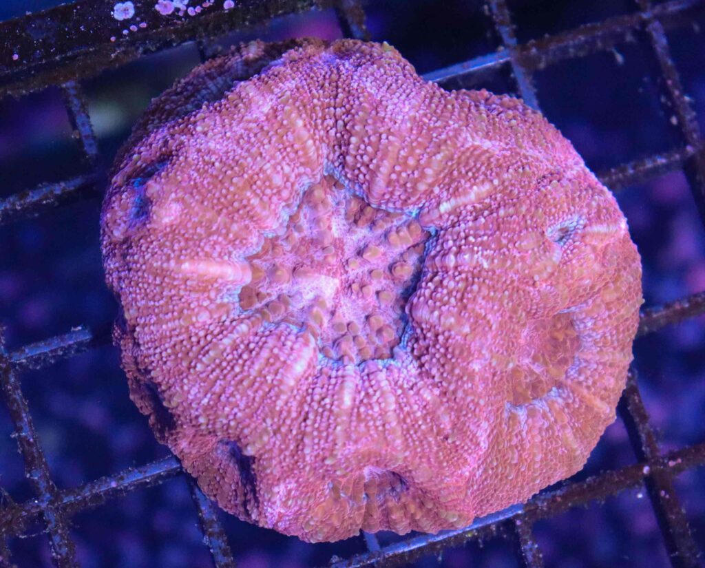 Frag Box Corals