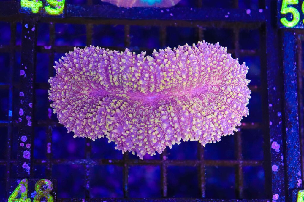 Frag Box Corals