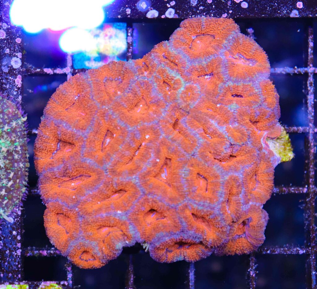 Frag Box Corals