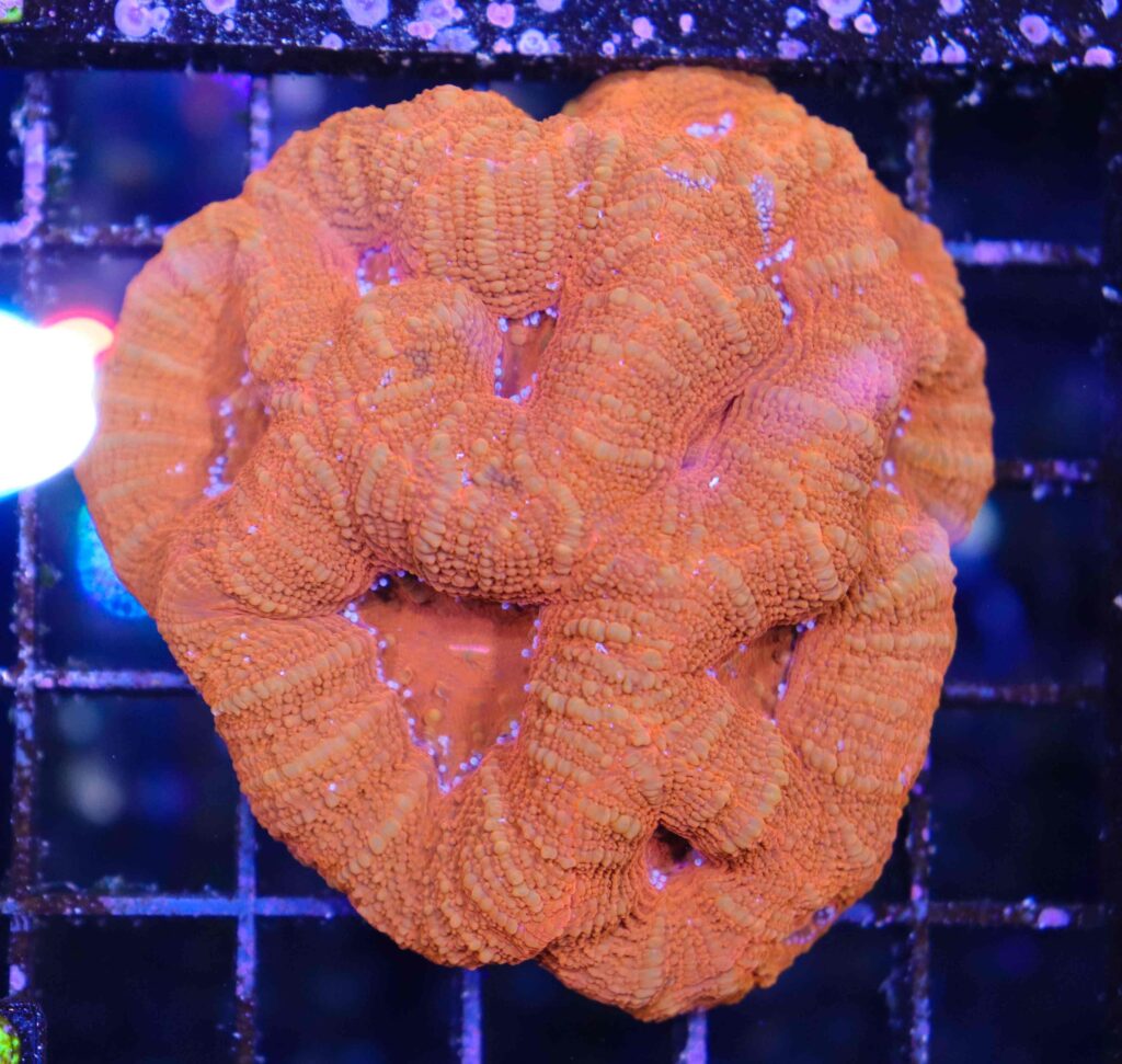 Frag Box Corals