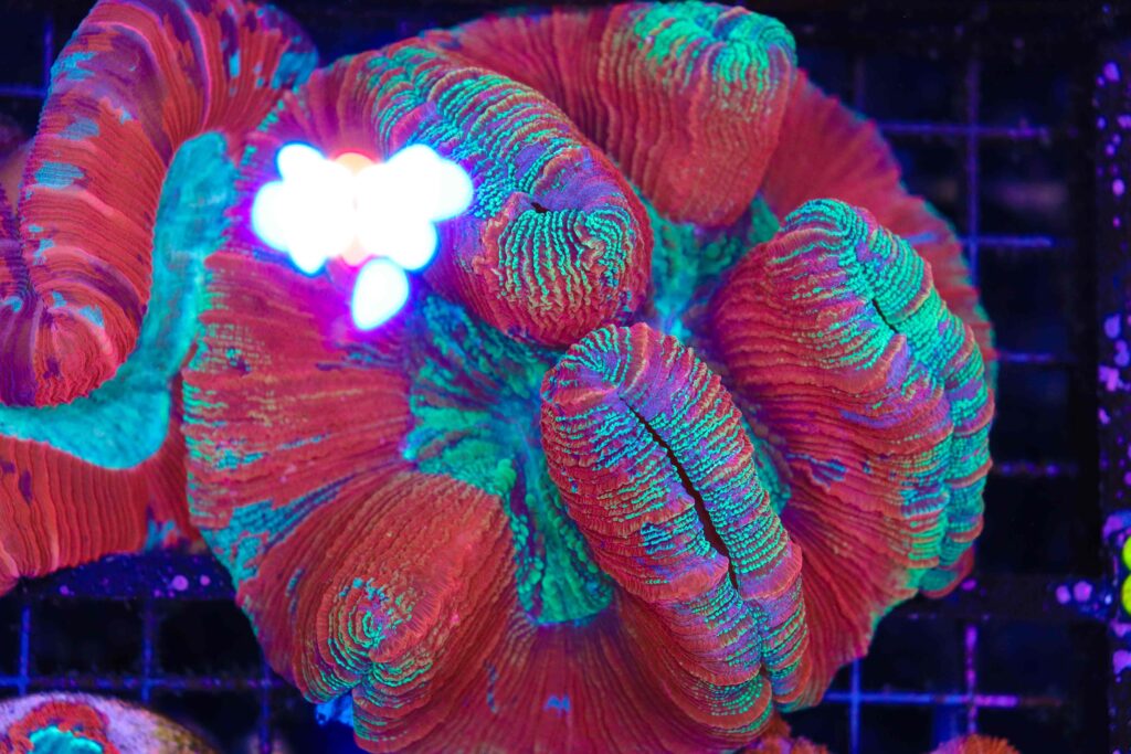 Frag Box Corals