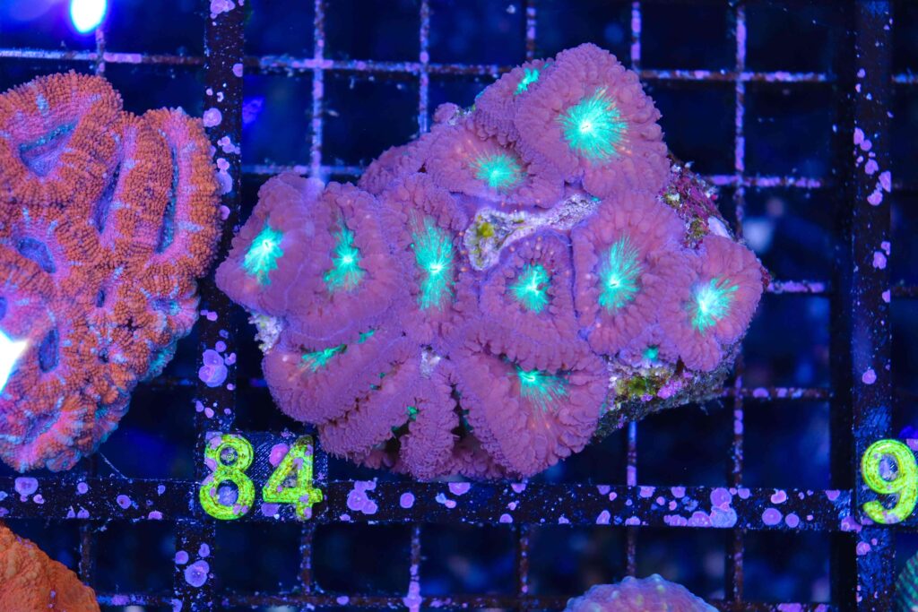 Frag Box Corals