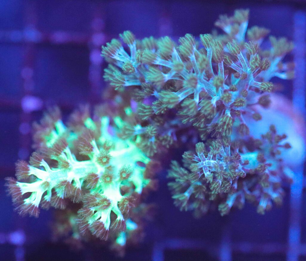 Frag Box Corals