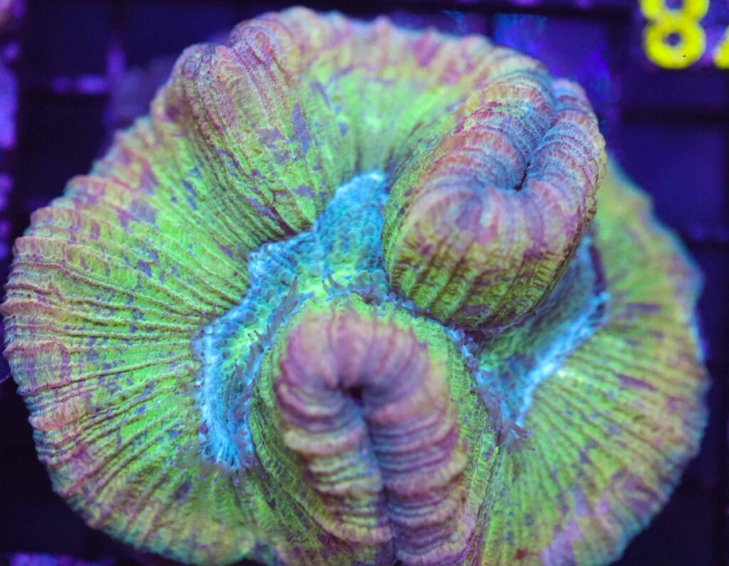Frag Box Corals