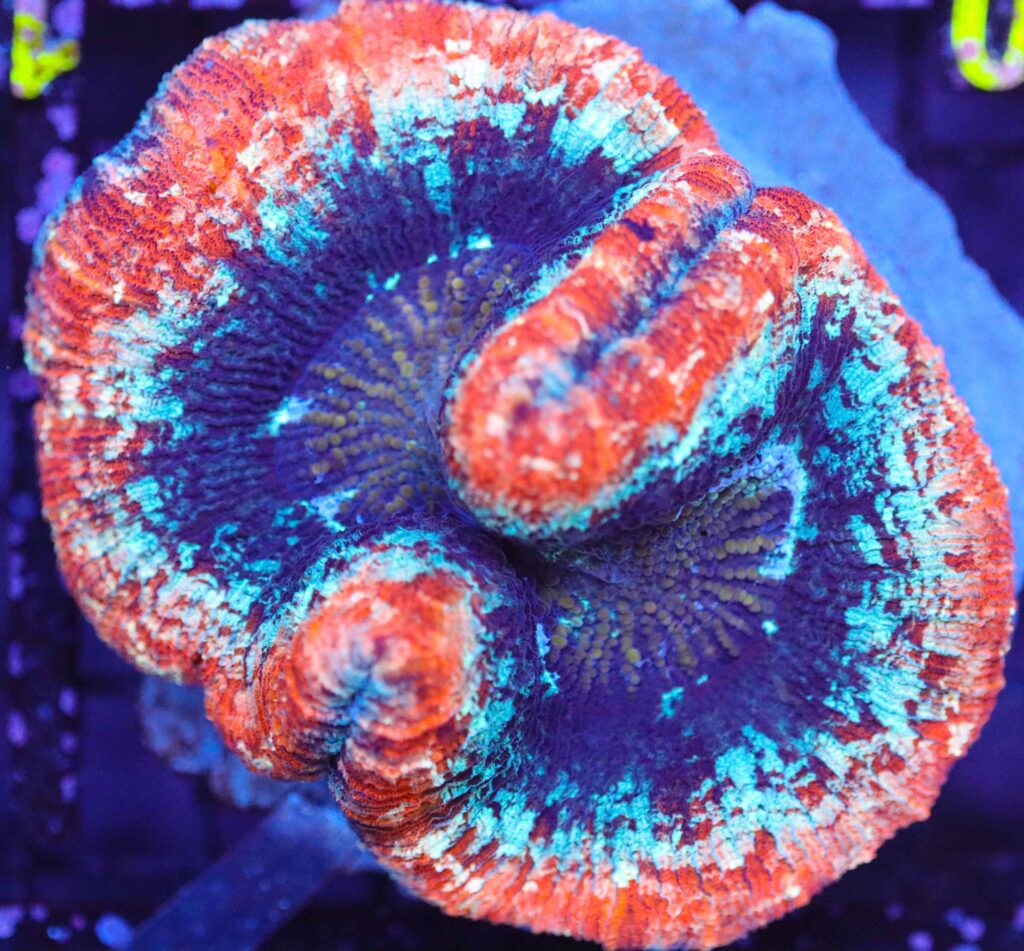 Frag Box Corals