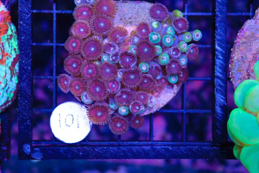Frag Box Corals