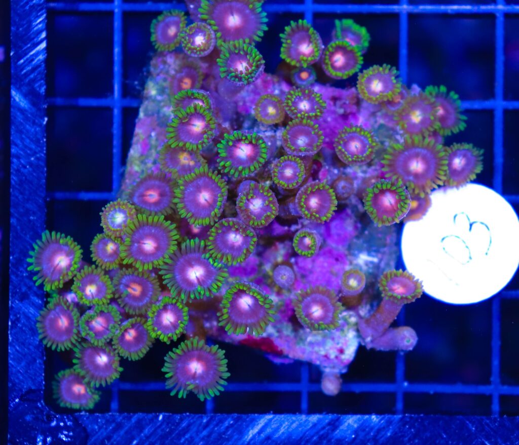 Frag Box Corals