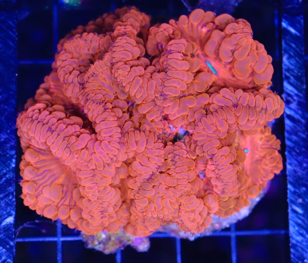 Frag Box Corals