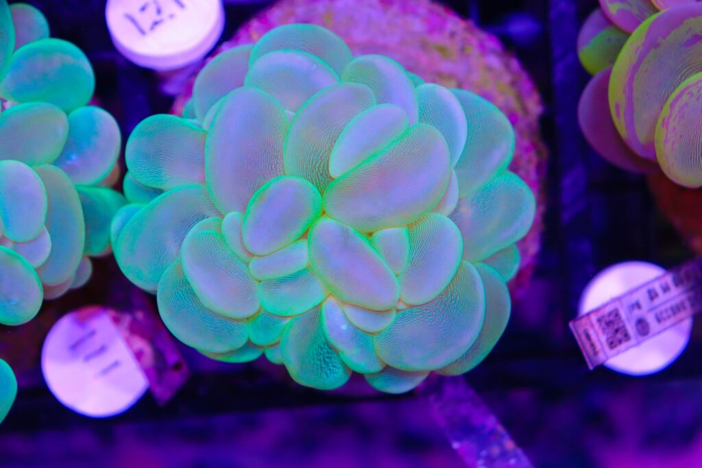 Frag Box Corals