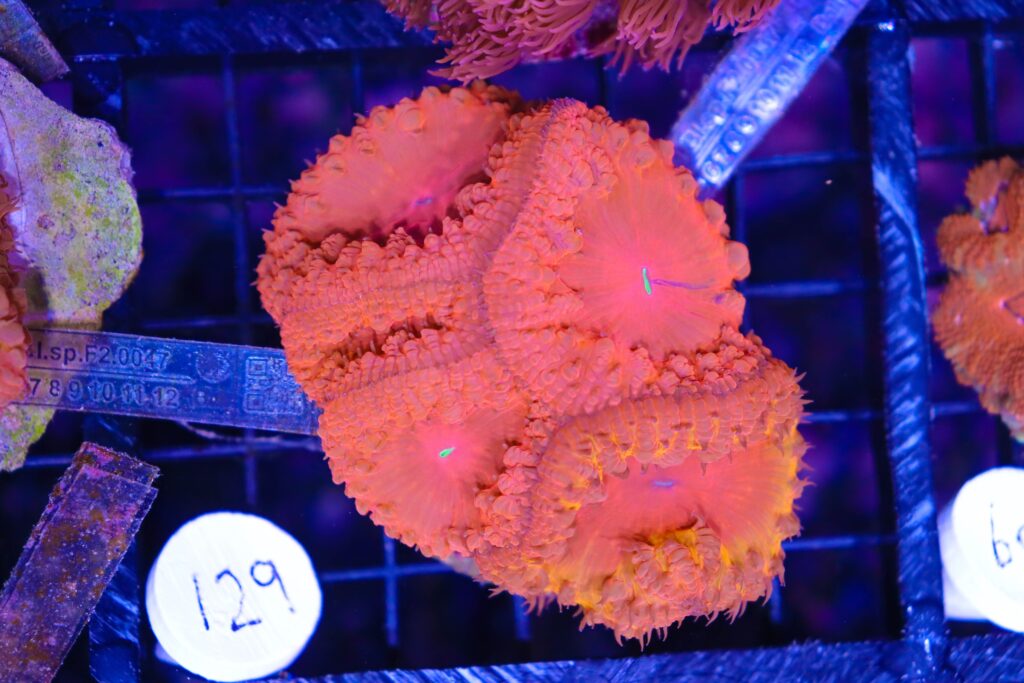Frag Box Corals