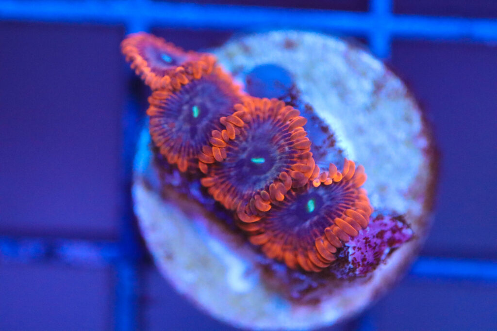 Frag Box Corals