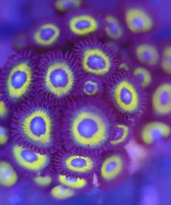 Belldonna Zoanthid