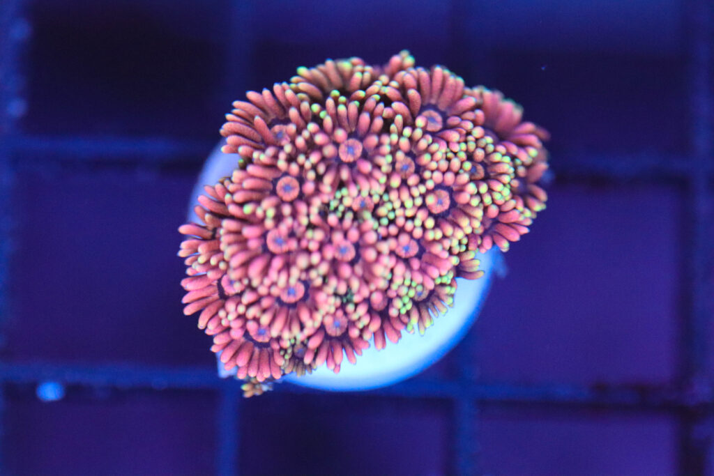 Frag Box Corals