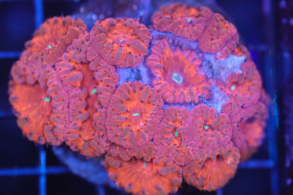 Frag Box Corals