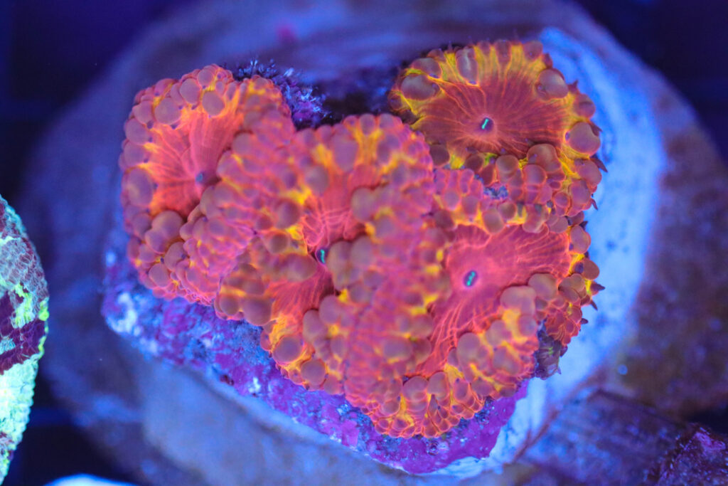 Frag Box Corals