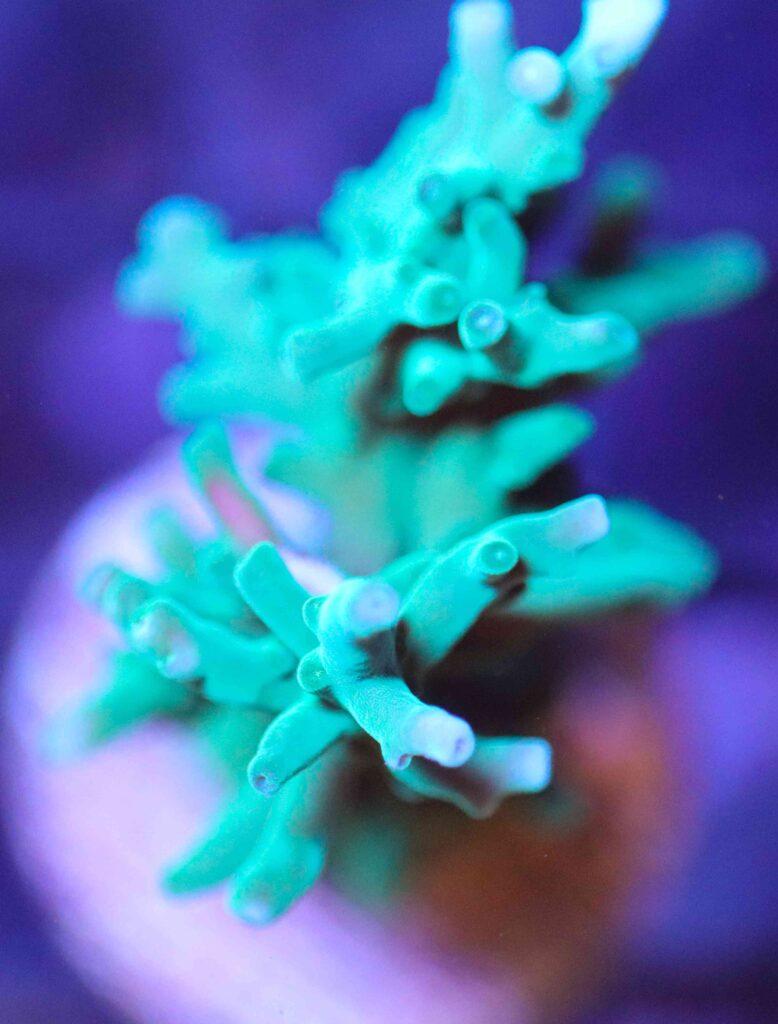 Frag Box Corals