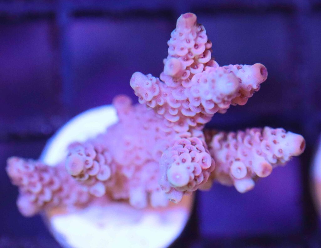 Frag Box Corals