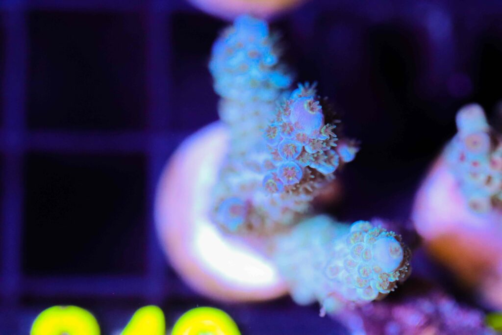 Frag Box Corals
