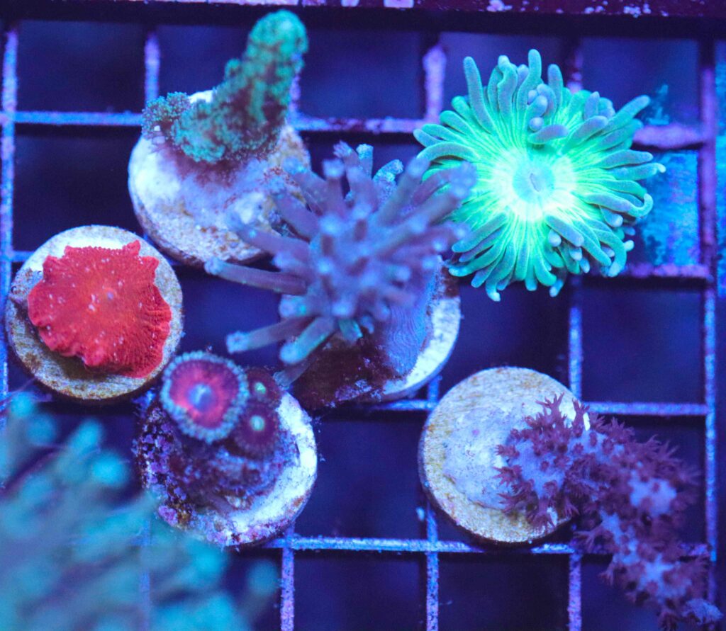 Frag Box Corals