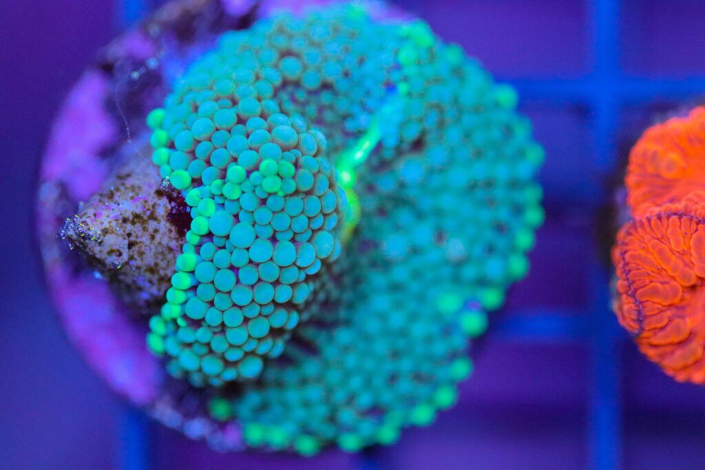 Frag Box Corals