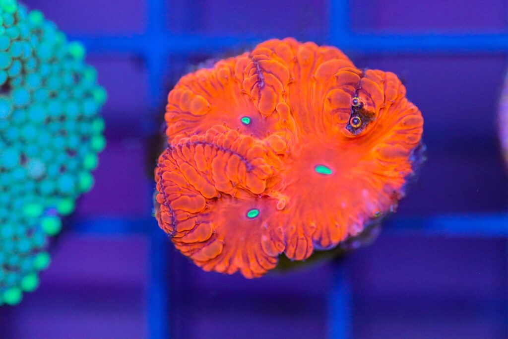 Frag Box Corals