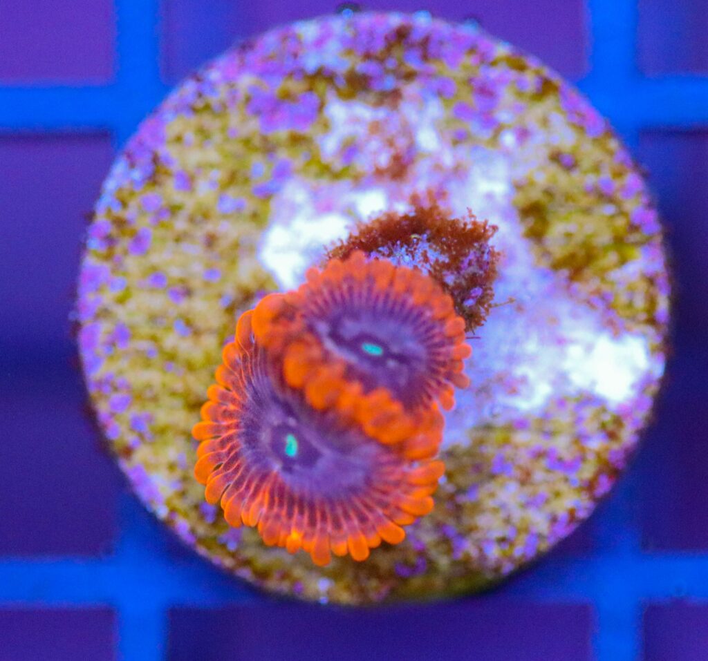 Frag Box Corals