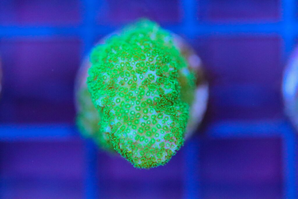 Frag Box Corals