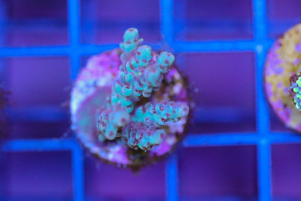 Frag Box Corals