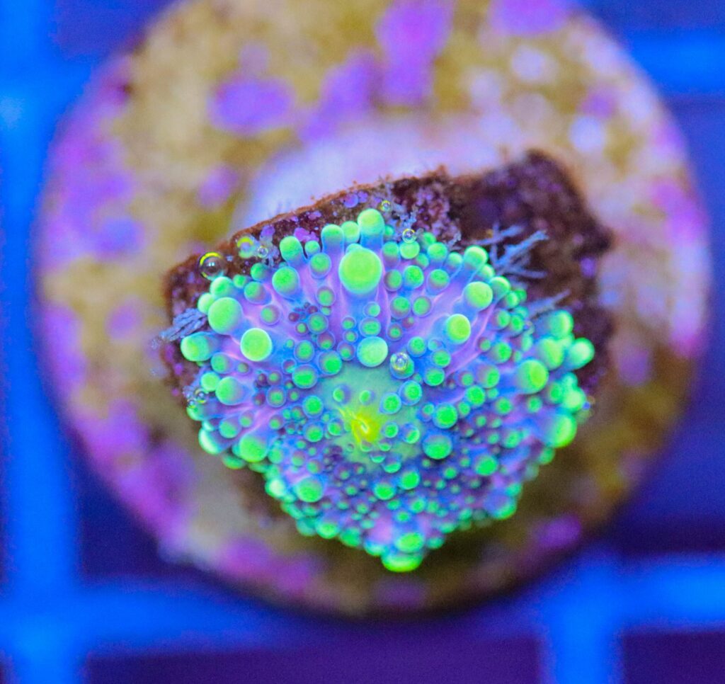 Frag Box Corals