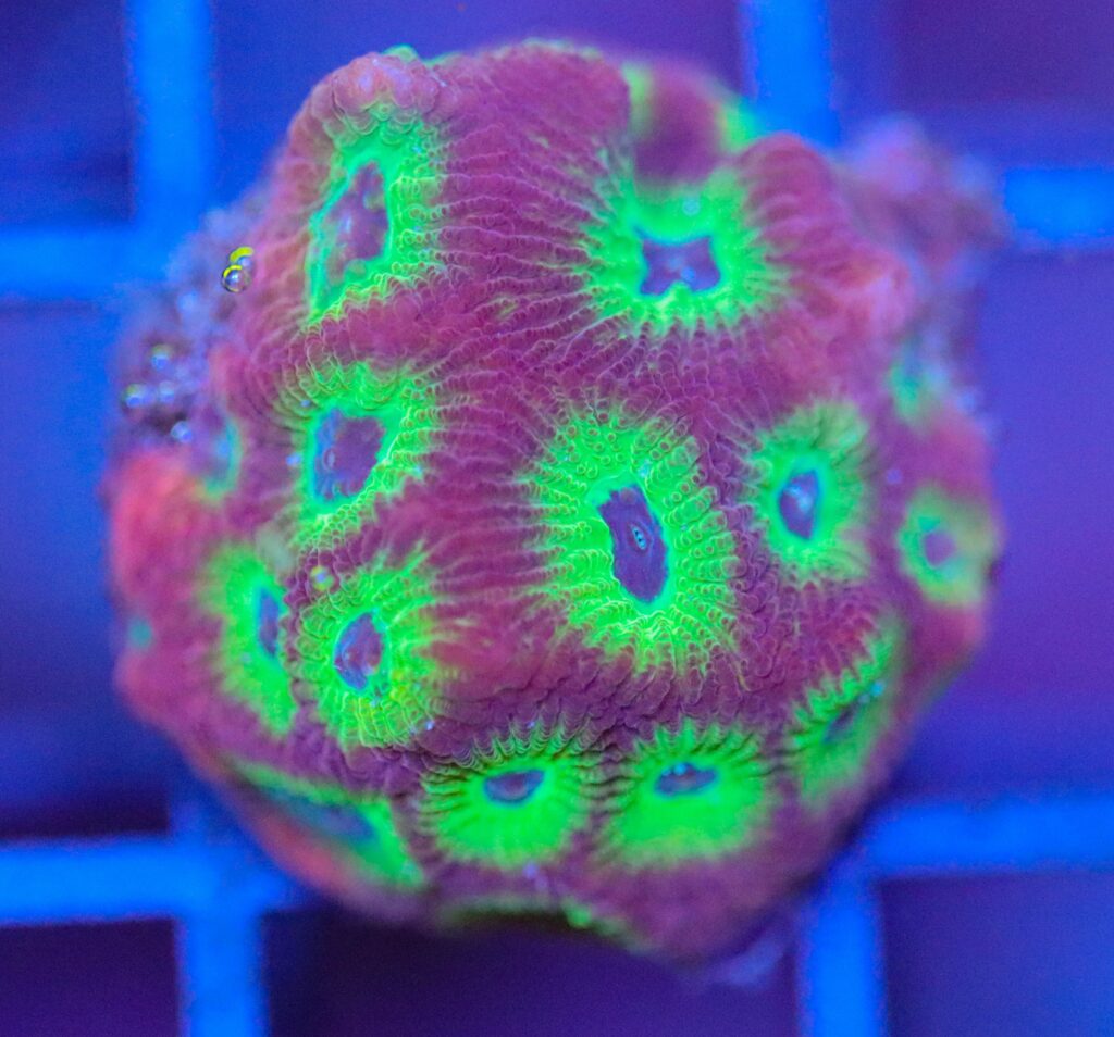 Frag Box Corals