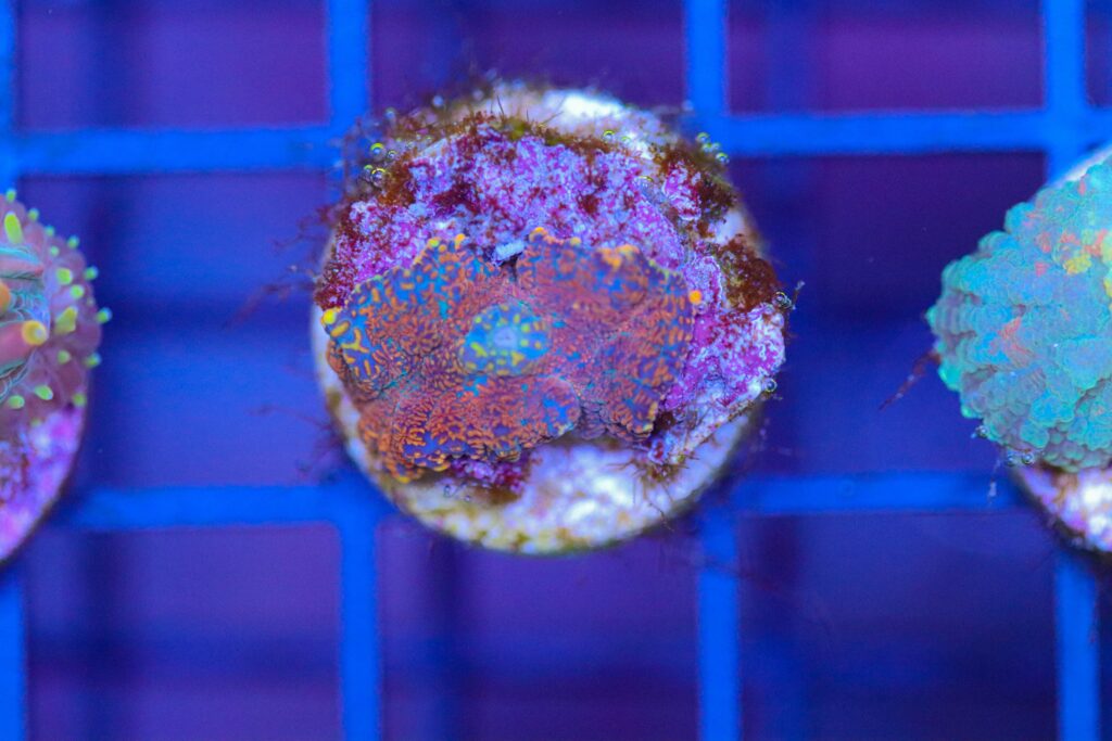 Frag Box Corals